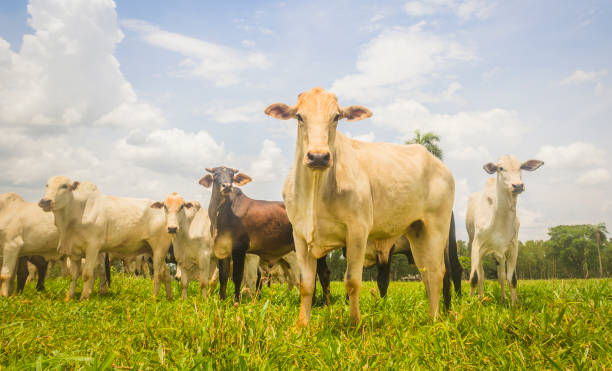 rebanho de gado da raça nelore em um pasto da fazenda (gado) - gado brasil - fotografias e filmes do acervo