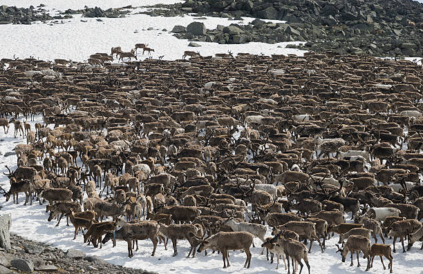 Herd of reindeers stock photo