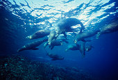 Sealions swimming through the beautiful blue.