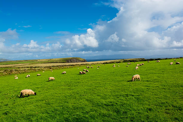 Herd of Sheep at Coast of Ireland stock photo