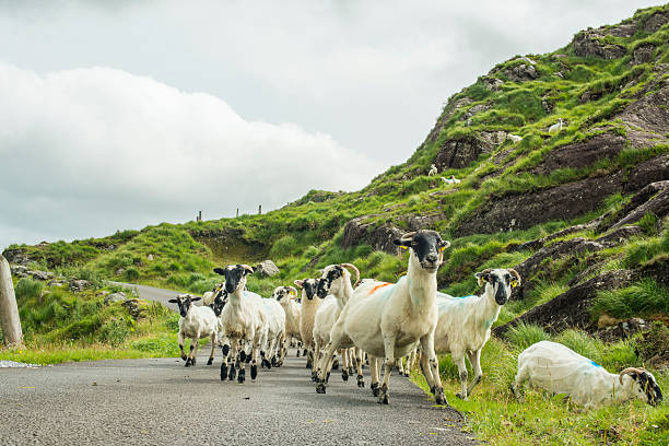 Herd of sheep on road in Kerry, Ireland Sheep on Moll's Gap, Wild Atlantic Way, Killarney, Co. Kerry, Ireland.  killarney ireland stock pictures, royalty-free photos & images