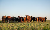 istock Herd of steers looking at camera 1167064450