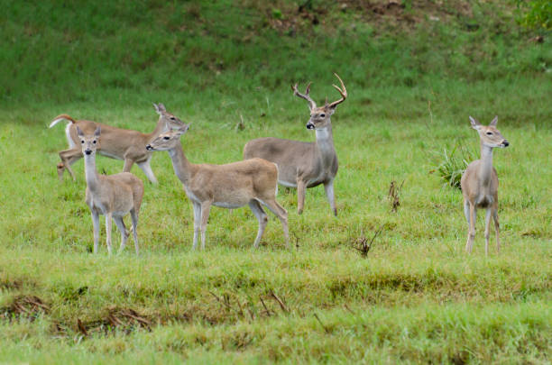 herd of white tail deer stock photo