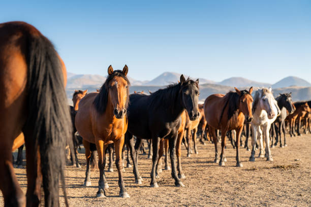 besättning av vilda hästar - shodography bildbanksfoton och bilder