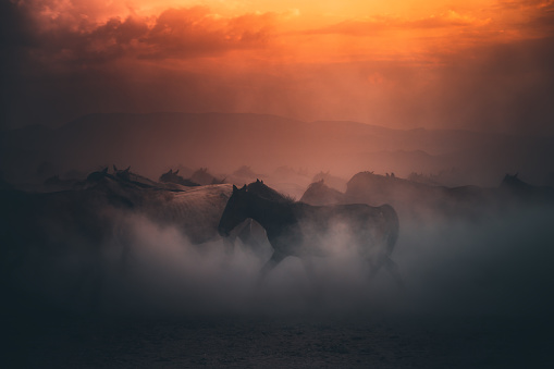Beautiful herd of wild yilki horses running gallop and kicking up dust against mountain background and dramatic sunset sky on sunny summer day in Kayseri, Turkey.