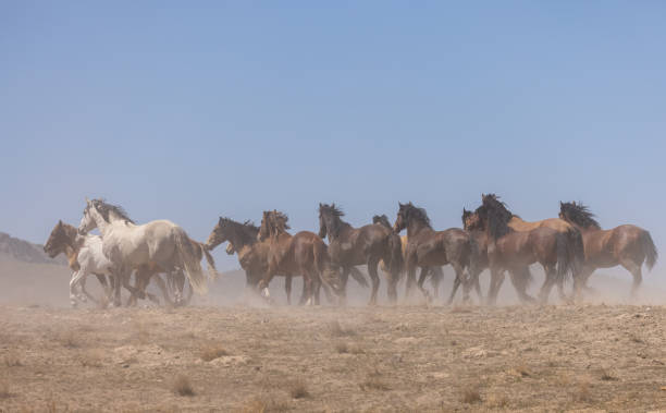 Herd of Wild Horses Running in the Utah Desert stock photo