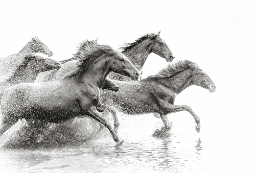 Wild horses of Central Anatolia, Turkey