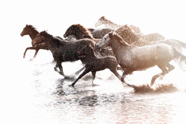 flock vildhästar som kör i vatten - foal isolated bildbanksfoton och bilder