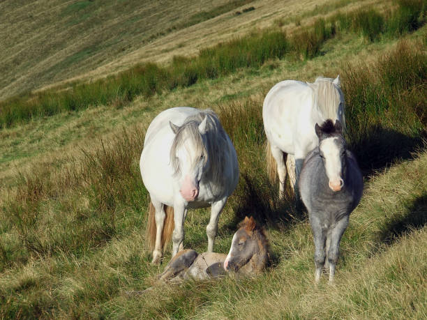 A herd of wild welsh ponies with a young foal on Pen y Fan, the highest mountain in southern Britain in the Brecon Beacons National Park, Wales, UK stock photo