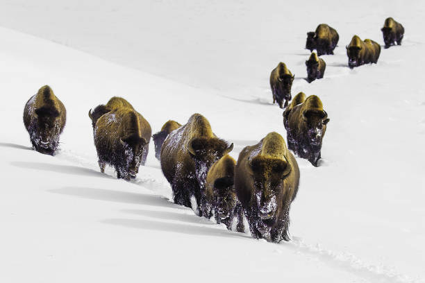 a herd of yellowstone national park bison in a snow covered field - buffalo stok fotoğraflar ve resimler
