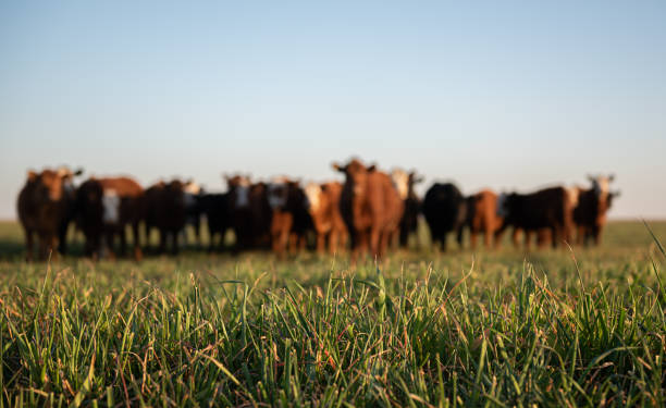 Herd of young cows Group of young steers in the meadow cattle stock pictures, royalty-free photos & images