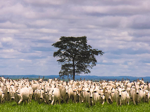 Herd stock photo