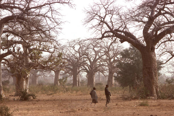Herders walking through Baobab trees in dry season with hazy atmosphere of dustorm Yatenga Burkina Faso Sahel Africa stock photo