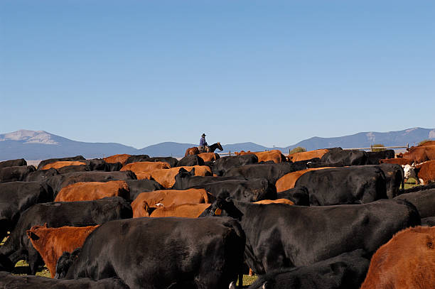 Herding Cattle stock photo