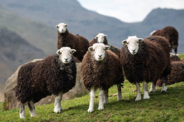 Lake District Landscape Herdwick Sheep Photograph 
