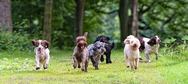 here come the girls... Happy bunch of dogs approaching stock pictures, royalty-free photos & images