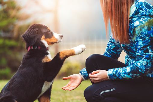 Here are the best top 10 Training Tips for Your New Dog