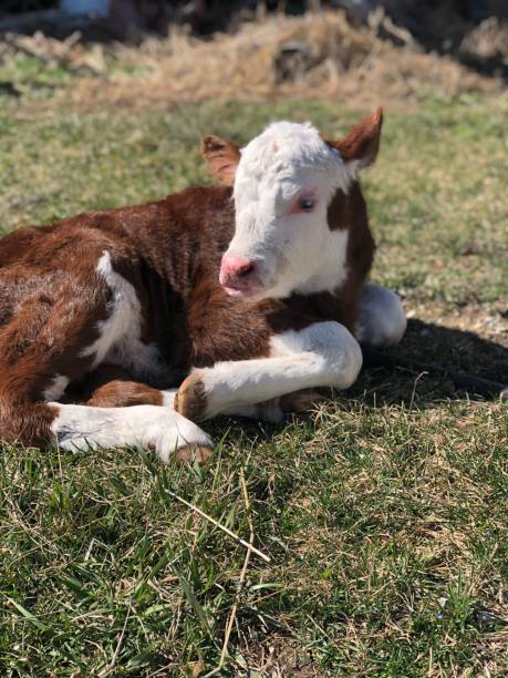 Hereford bull calf stock photo