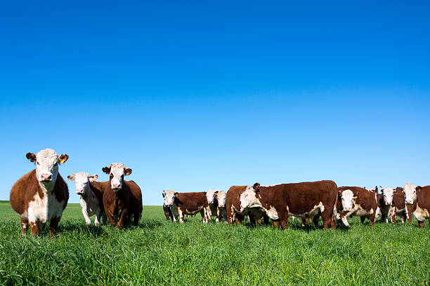Hereford cattle Cattle eating in the field. beef cattle stock pictures, royalty-free photos & images