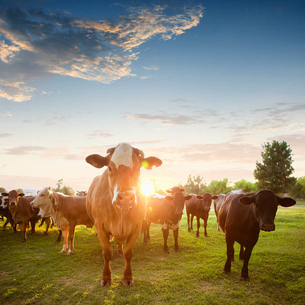 Hereford Cows in Pasture at Sunset Herd of Hereford cows in a pasture at sunset.  beef cattle stock pictures, royalty-free photos & images