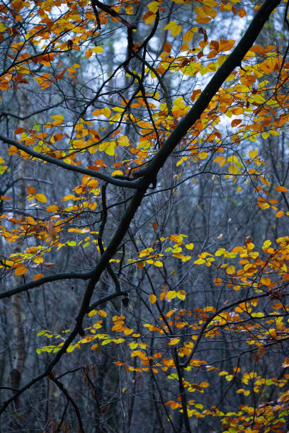 Herfstbladeren op grijze achtergrond stock photo