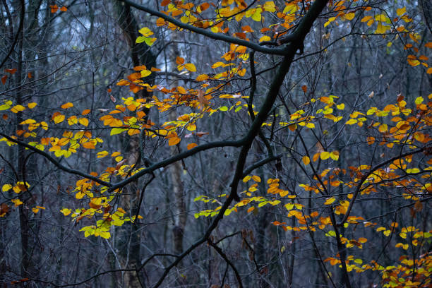 Herfstbladeren op grijze achtergrond stock photo