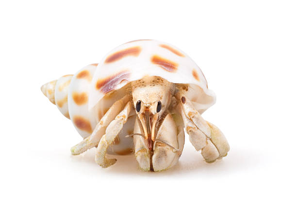 Hermit Crab stock photo