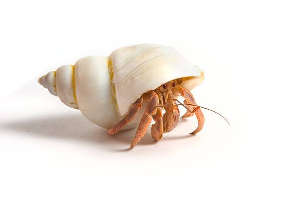Hermit Crab stock photo