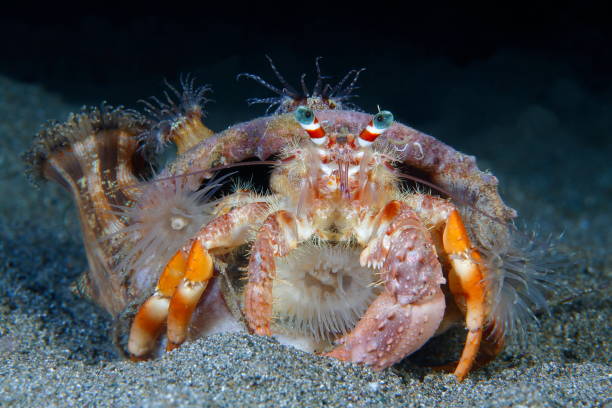 Hermit crab with anemones stock photo