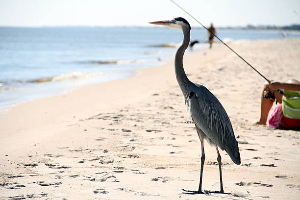 Heron bird is waiting for the fishman to catch fish stock photo