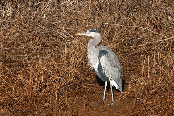 Heron Standing on a Muddy Bank The Great Blue Heron (Ardea herodias) is a large wading bird common near open water and wetlands in North America, Central America, the Caribbean and the Galápagos Islands. It is the largest of the heron family native to North America. Blue herons are distinguished by slate-blue colored flight feathers, long legs and a long neck which is curved in flight. The face and head are white with black stripes. The long-pointed bill is a dull yellow. The great blue heron is found throughout most of North America from Alaska through Florida, Mexico, the Caribbean and South America. East of the Rocky Mountains herons are migratory and winter in the coastal areas of the Southern United States, Central America, or northern South America. Great blue herons thrive in almost any wetland habitat and rarely venture far from the water. The blue heron spends most of its waking hours hunting for food. The primary food in their diet is small fish. It is also known to feed opportunistically on other small prey such as shrimp, crabs, aquatic insects, rodents, small mammals, amphibians, reptiles, and birds. Herons hunt for their food and locate it by sight. Their long legs allow them to feed in deeper waters than other waders are able to. The common hunting technique is to wade slowly through the water and spear their prey with their long, sharp bill. They usually swallow their catch whole. The great blue heron breeds in colonies called rookeries, located close to lakes and wetlands. They build their large nests high up in the trees. This heron was photographed while hunting in Puget Sound at the Nisqually National Wildlife Refuge near Olympia, Washington State, USA. jeff goulden national wildlife refuge stock pictures, royalty-free photos & images