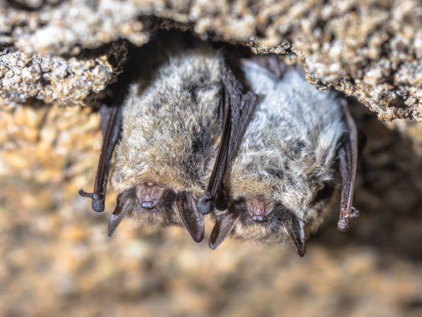 Hibernating long-eared bats in a cold cellar stock photo