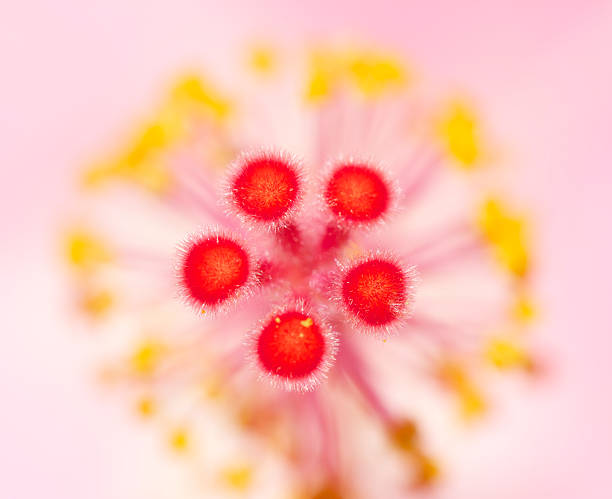 Hibiscus flower - macro stock photo