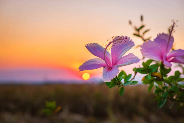 Hibiscus flowers and sunset in the evening stock photo
