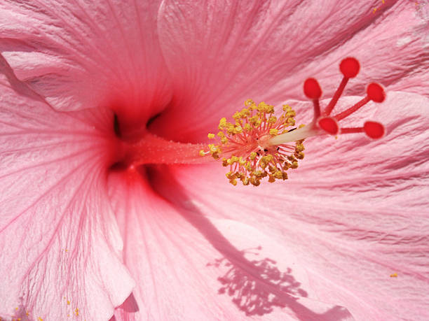 Hibiscus stock photo