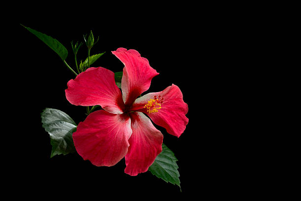 Hibiscus red flower stock photo
