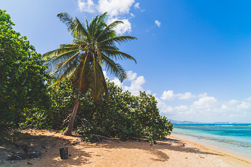 Paradise found at a hidden beach in Puerto Rico with Palm trees and turquoise waters