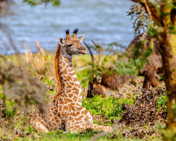 HIding amongst the bushes - Baby Massai Giraffe Baby Massai Giraffe calf, two weeks old, hiding amongst the vegetation for safety & security, while mother feeds nearby. Crescent Island Game Sanctuary, Lake Naivasha, Kenya. masai giraffe stock pictures, royalty-free photos & images