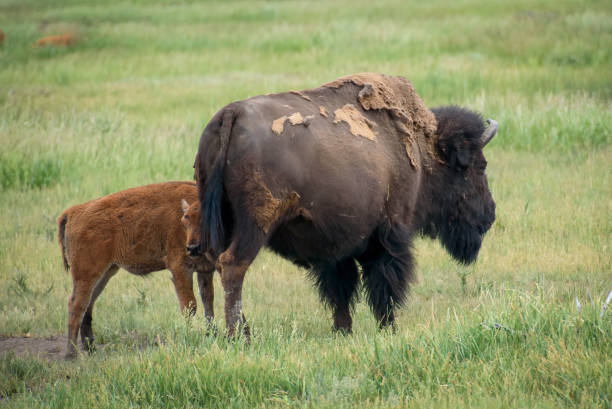 escondendo-se atrás da mamãe - buffalo - fotografias e filmes do acervo
