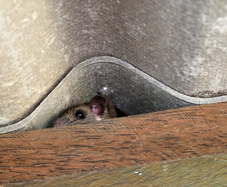 The rat hid in the space between the wooden beam and the roof tiles,Hiding of the mice