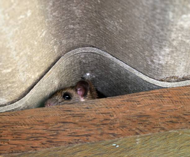 Hiding of mice The rat hid in the space between the wooden beam and the roof tiles,Hiding of the mice rodent stock pictures, royalty-free photos & images