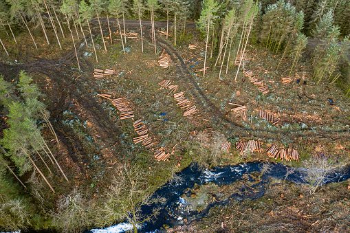 An aerial view of a section of Scottish forest in Dumfries and Galloway south west Scotland after tree felling
