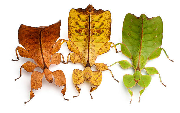 899 Leaf Insect Stock Photos, Pictures & Royalty-Free Images - iStock