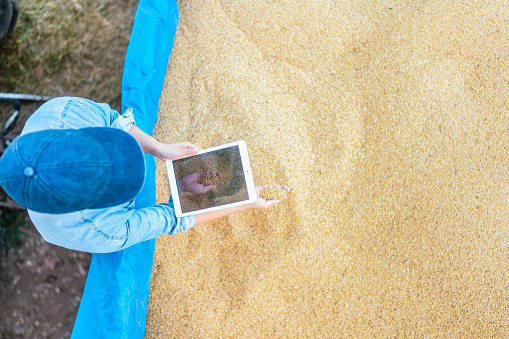 A high angle view photo of a young female farmer using a digital tablet and checking wheat seeds. Smart farming.