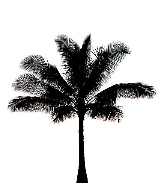 351 Coconut Tree Outline Stock Photos Pictures Royalty Free Images