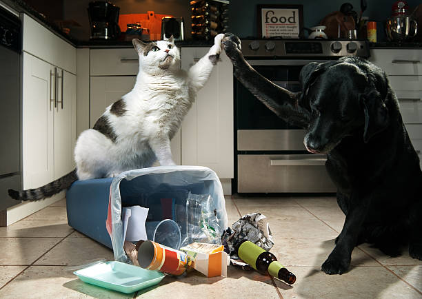 High Five Dog and cat high-five over spilled trash. garbage photos stock pictures, royalty-free photos & images