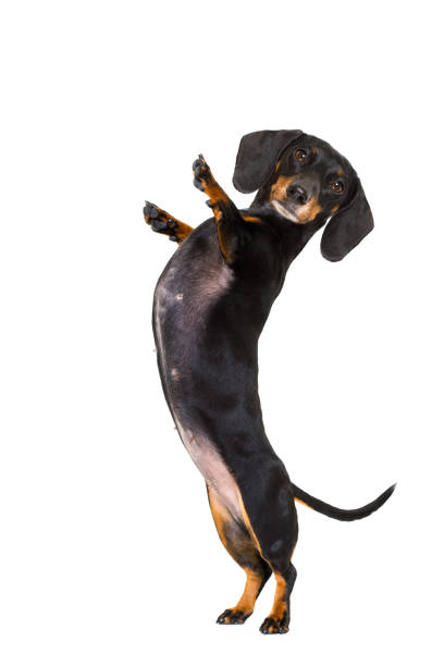 high five pushing dog dachshund sausage dog  isolated on white background with high five gesture up right and standing ,looking at you dachshund stock pictures, royalty-free photos & images