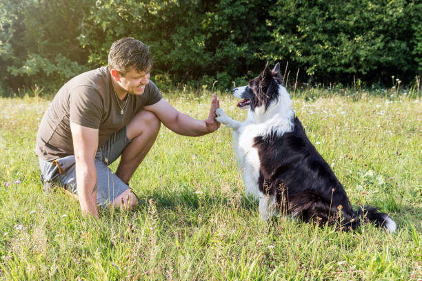 High five with the cute Border Collie stock photo