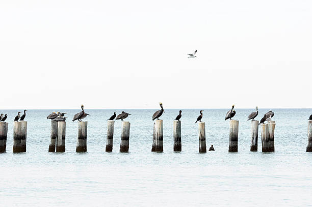 High key Pelicans and Cormorants A high key effect of brown pelicans and cormorants perched on wooden stumps at Naples Beach, Florida naples florida beach photos stock pictures, royalty-free photos & images