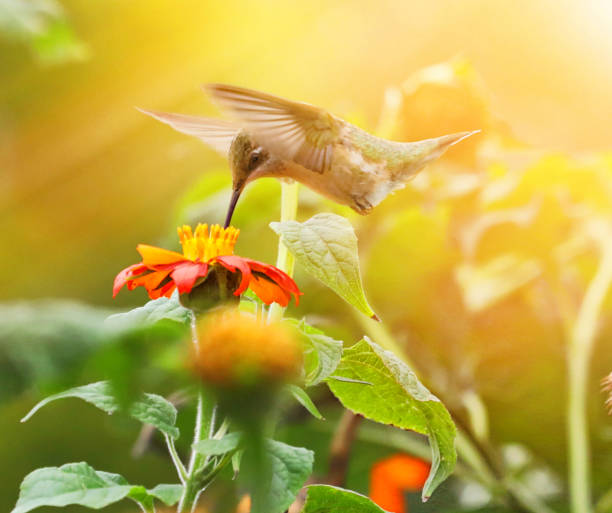 high key foto av ruby-throated kolibri och zinnias - kolibri bildbanksfoton och bilder